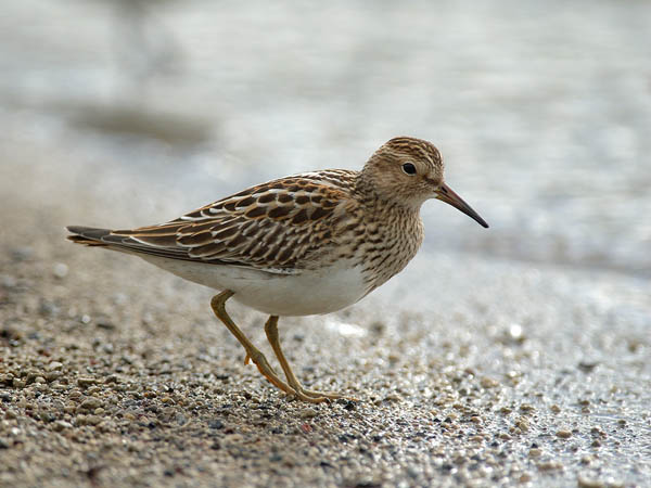 Palsasirri, Pectoral Sandpiper, Calidris melanotos
